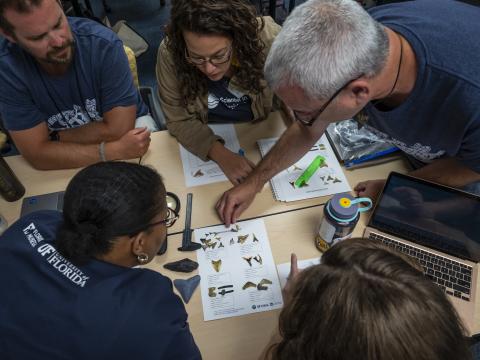 A group of individuals are closely examining and comparing shark tooth fossils to identification guides.