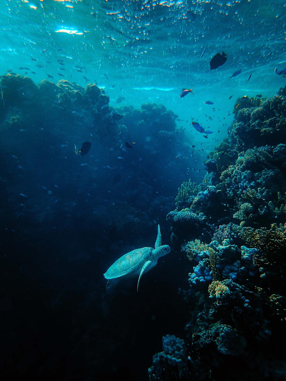 marine life
